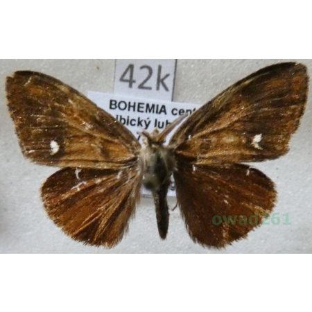 Orgyia antiqua (Linnaeus, 1758) male Znamionówka starka Czech42k